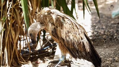 A Bulgarian Griffon vulture, called Nelson, is seen in the Yemeni capital Sanaa. Nelson, approximately two years old, embarked on his journey in September 2018 from Bulgaria, where he was wing tagged and equipped with a satellite transmitter by the Fund for Wild Fauna and Flora (FWFF). AFP