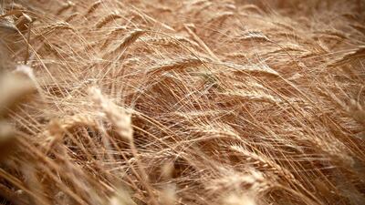 A wheat field in Eastern Ghouta. This year’s crop will probably fall short of last year’s. Bassam Khabieh / Reuters