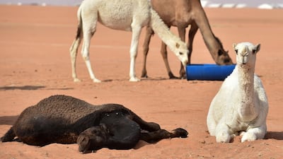 Camels rest during the beauty pageant of the annual King Abdulaziz Camel Festival in Rumah. AFP