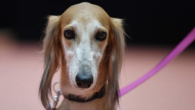 A dog show to find champion Arabian salukis will take place in the autumn in Abu Dhabi. All photos courtesy Adihex