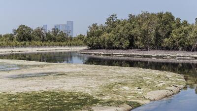 A view of the Abu Dhabi mangroves.
