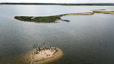 Birds reappear in the bay amid the lack of cars along the coastal highway due to a quarantine imposed by the government to help contain the spread of the new coronavirus in Asuncion, Paraguay. AP Photo