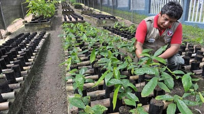 Different varieties of cocoa are collected and studied at the Tropical Agriculture Institute. The Peruvian Nacional cocoa, the rarest cocoa in the world, was rediscovered in 2009 after being declared earlier as extinct. Cris Bouroncle / AFP