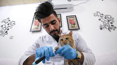 The cats also get medical checks. / AFP PHOTO / HAIDAR MOHAMMED ALI