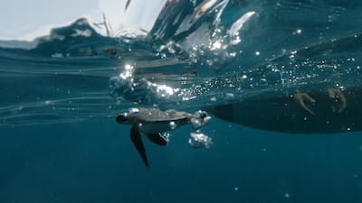 An endangered sea turtle is set free in the Mediterranean off the shore of Michmoret, Israel. Reuters