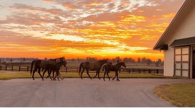 Will Farish purchased the first 90 hectares that eventually became Lane’s End. Photo: Lane's End