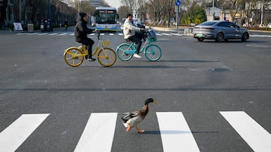 A duck crosses a street in Beijing. AFP