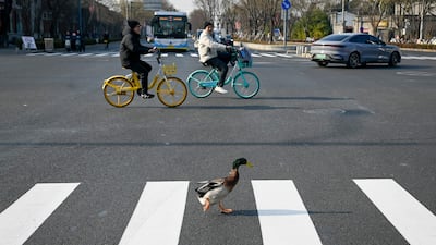 A duck crosses a street in Beijing. AFP