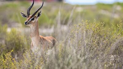 A gazelle is seen at Saadiyat Beach Golf Club before the UAE Challenge in Abu Dhabi. Getty