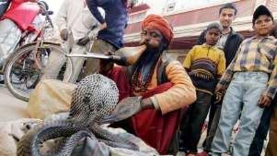 Baba Baijnath, an Indian street performer, charms a pair of cobras in Amritsar, India.