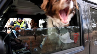 A puppy yawns as his owner fills out paperwork to cross back into South Australia from Victoria during the coronavirus outbreak, in Bordertown, Australia. Reuters