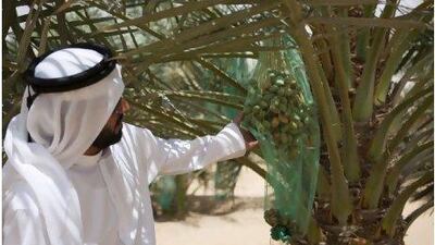 Awad bin Harmous Al Mazrouei, who despite being just 27, has been taking care of his family farm for 17 years.