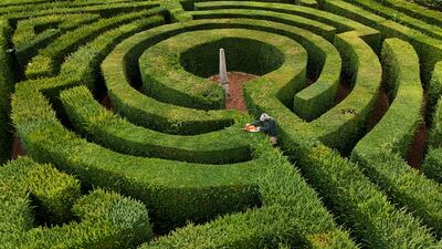 A gardener at Hever Castle tends to the bushes of the 120-year-old English Yew Maze in the castle's grounds. PA