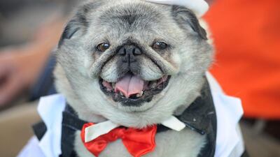 Grovie, a pug in a tuxedo. Josh Edelson / AFP Photo