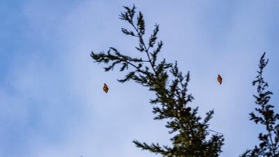 In North America, millions of monarch butterflies undertake the longest migration of any insect species known to science. AP