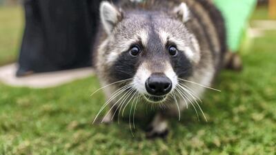 Meeko, a rescued raccoon, was dumped by his former owner. Victor Besa / The National