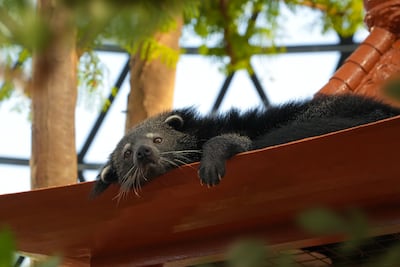 There are two Palawan bearcats in the Asian dome. Victor Besa / The National