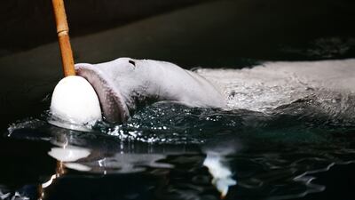 The medical pool is where Malquot's growth is monitored every month