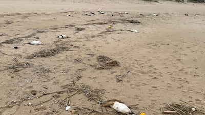 Dead penguins washed up on the beach in Barra Laguna de Rocha, Rocha department, Uruguay on July 20, 2023. AFP