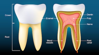Cross section of a human molar. Vector poster