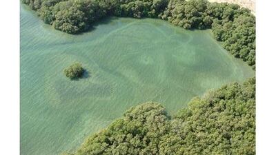 Bu Tinah and its spectacular array of land and marine species have won it protected status as part of the Marawah Marine Biosphere Reserve, the largest protected area in the UAE.