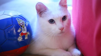 Achilles the cat will be making the predictions at World Cup 2018 in Russia. Peter Kovalev / TASS via Getty Images