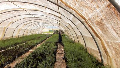 Pomegranate nursery at Mujeb Organic Farm, Amman. Photo: Nico Dingemans