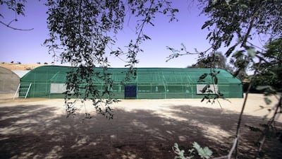 The UAE’s first raspberry and blackberry model farm. Victor Besa / The National