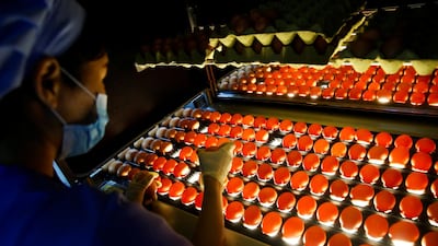 A woman inspects eggs at Huayu hatchery in Handan, Hebei province. China is modernising its egg sector. Reuters