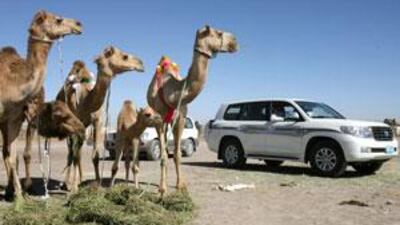 A group of camels look to their successor.