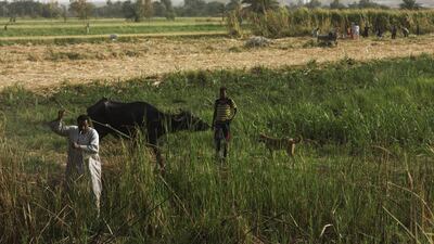 Salama leads his buffalo to a field to feed as his son Hamdy, 13, looks on.
