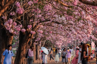 Blossoming Tabebuia rosea trees attract admirers at Kasetsart University’s Kamphaeng Saen campus, in Thailand. Reuters