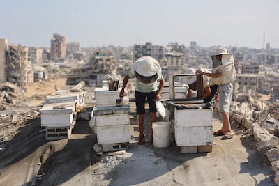 The sons of Ibrahim Al Dabba tend to beehives with their father in Gaza city. AFP