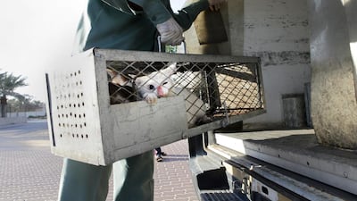 A federal law issued last year set jail terms and heavy fines for people convicted of animal abuse. Jaime Puebla / The National