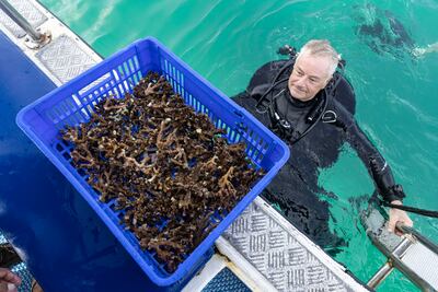 Freestyle Divers owner Daryl Owen with coral samples that will be used to propagate the new reef. Antonie Robertson/The National