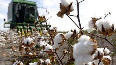Cotton prices have falled by 37 per cent over the past 30 days.