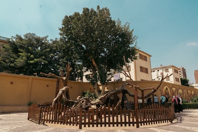 The Virgin Mary tree in Matarya. Mahmoud Nasr / The National