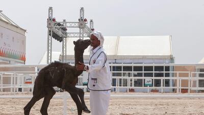 Qatar has allowed camels from across the region to enter, drawing breeders from Kuwait, Saudi Arabia and the UAE with millions of dollars in prizes at stake.