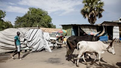 A man walks cattle along a dirt road in Juba, South Sudan. South Sudan secured a $174 million loan from the International Monetary Fund in April.