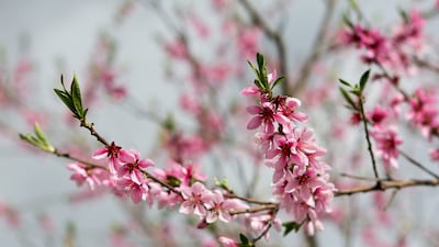 Peach blossoms. Trials in peach orchards in Spain showed the AI system was 90 per cent accurate in its estimates of the number of flowers. National Robotarium / PA