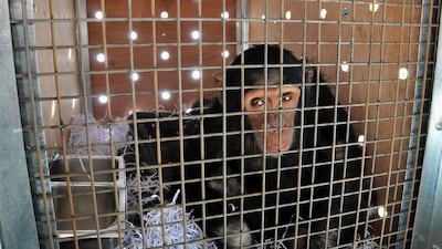 Manno, a four-year-old chimpanzee that was rescued from a zoo in Duhok after being trafficked from Syria, plays in his transport crate at Erbil International airport before his November 2016 flight to Sweetwaters Chimpanzee Sanctuary in Kenya. AFP handout / Animals Lebanon