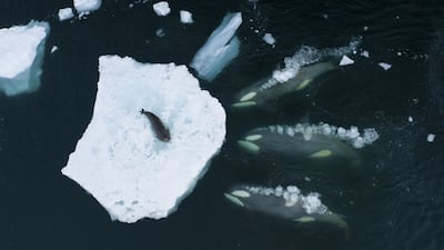 'Whales making waves', which shows a pod of orcas as they prepare to 'wave wash' a Weddell seal at the Antarctic Peninsula, by Bertie Gregory, from Britain, has won the Behaviour: Mammals award. Bertie Gregory / Wildlife Photographer of the Year / PA