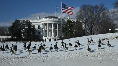 A gaggle of Canadian geese cross the South Lawn of the White House. AFP