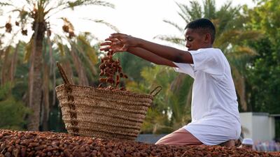 Dried Mabsali dates are collected and weighed in Bidiyya.