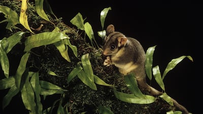 Leadbeater's possum (Gymnobelideus leadbeateri). Alamy