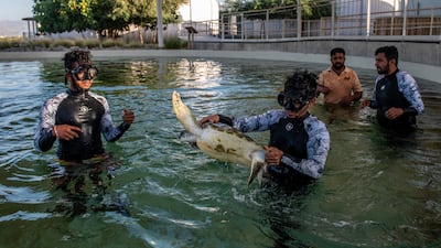 A turtle, rescued by the EPAA, was treated and closely monitored before being safely released back into the wild