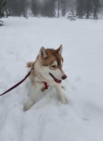 Dante is the most recent addition to the team. Courtesy Ali Rhind