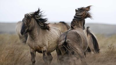 A group of konik horses in a nature reserve the De Slufter on Texel off the coast of The Netherlands. EPA
