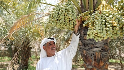 Rashid Obaid, an Emirati farm owner, has taken to growing dates because of the high cost of growing fruits and vegetables. Chris Whiteoak / The National