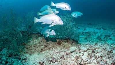 Farsh / painted sweetlips (Diagramma pictum) – near threatened (IUCN Red List) – Alamy